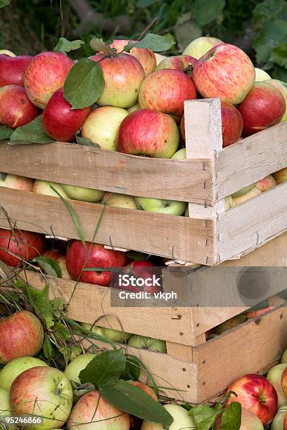 Caixas De Madeira De Maçãs De Tomates - Fotografias de stock e mais imagens de Ao Ar Livre - Ao Ar Livre, Colheita, Colher - Atividade Agrícola