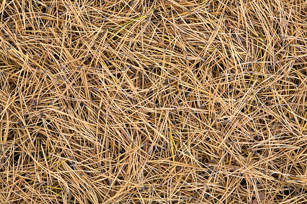 istock Close up of a pile of pine tree needles 95246940