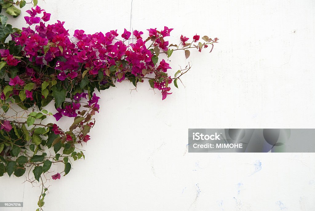 Pink flowers on white wall in Bougainvillea White wall with a bougainvillea Bougainvillea Stock Photo