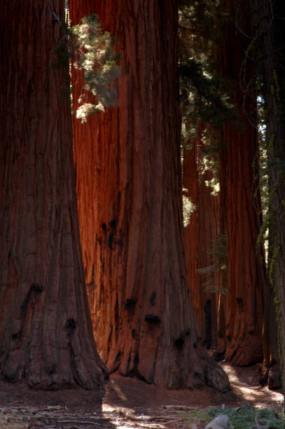 Sequoia Tree Trunks in California stock photo