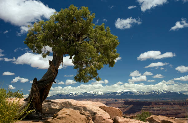 Young Juniper Tree over Canyonlands in Utah stock photo