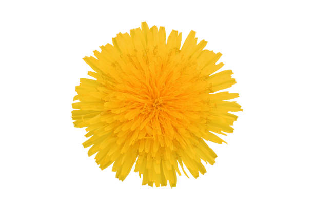 istock Yellow dandelion flower, isolated on white background 952471964