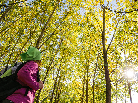 autumn, forest, tranquility, fall, yellow