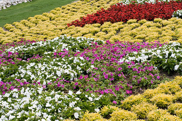 istock Bed of Flowers 95247487