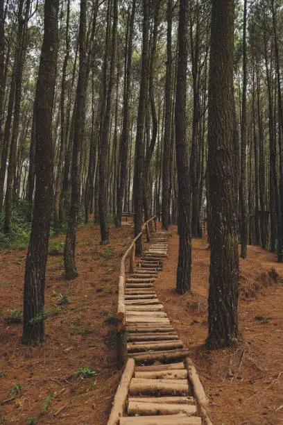 a pathway in Yogyakarta's pine forest