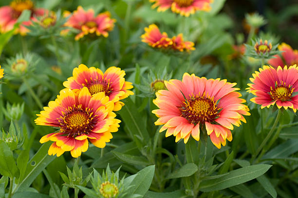 istock Red and Yellow Flowers 95247585