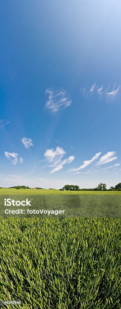 Big sky verde colture banner - Foto stock royalty-free di Campo