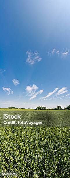 Big Sky Verde Colture Banner - Fotografie stock e altre immagini di Campo - Campo, Pascolo, Scena rurale