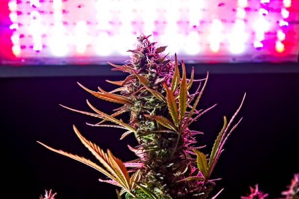 istock Cannabis plant buds under LEDs 952477024