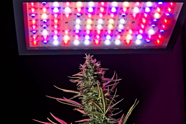 istock Cannabis plant buds under LEDs 952477058