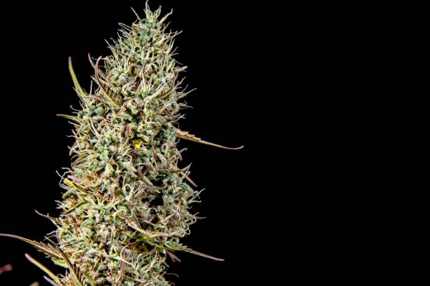 istock Bud of cannabis plant 952477084