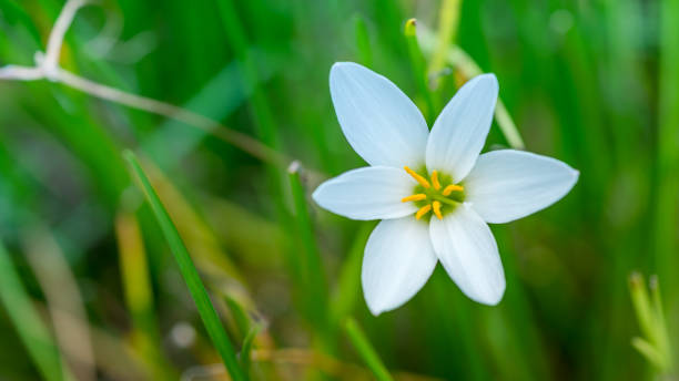 istock Flowers Photos 952478850