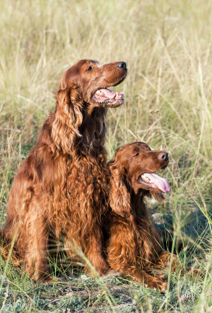 istock Happy dog love - friendship concept 952481348