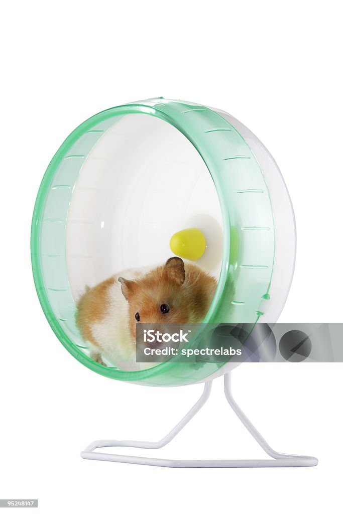 Hamster auf ein Rad - Lizenzfrei Laufrad Stock-Foto