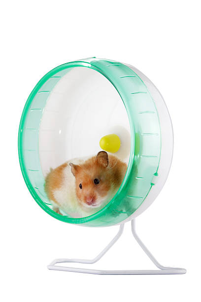 Hamster in a wheel stock photo