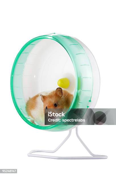 Em Uma Roda De Hamster - Fotografias de stock e mais imagens de Roda para Hamster - Roda para Hamster, Animal, Animal de Estimação