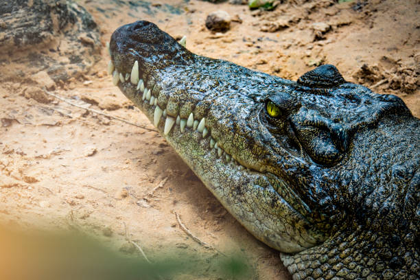 istock teeth and eye on head alligator or crocodies 952483074