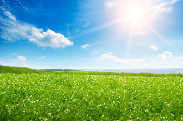 istock Green pea field and sunrise in the blue sky. 952492006