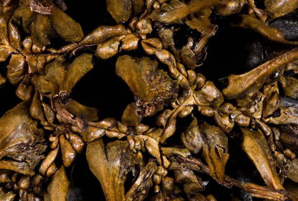 Nature Abstract: Close Look at the Seed Pod of a Sweetgum Tree
