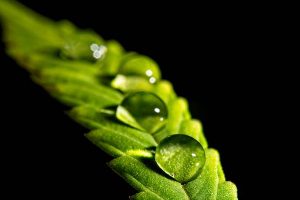 gota de água de tricomas de canábis - water weed - fotografias e filmes do acervo