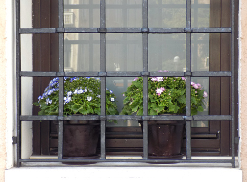 Cineraria flowers in the flowerpots on the window sill, behind the window bars