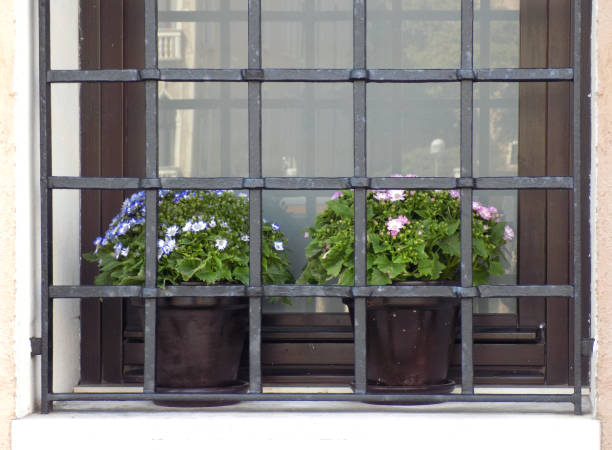 Cineraria flowers in the flowerpots on the window sill, behind the window bars Cineraria flowers in the flowerpots on the window sill, behind the window bars burglar bars stock pictures, royalty-free photos & images