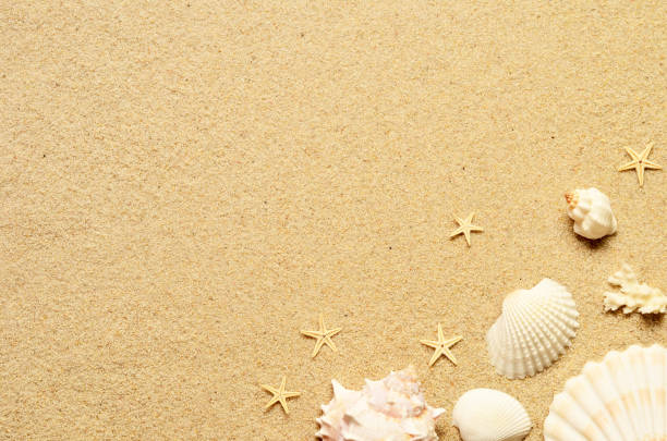 istock Sea sand with starfish and shells. Top view with copy space. 952512962