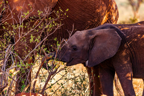 istock Tsavo East African Red Elephants 952514116