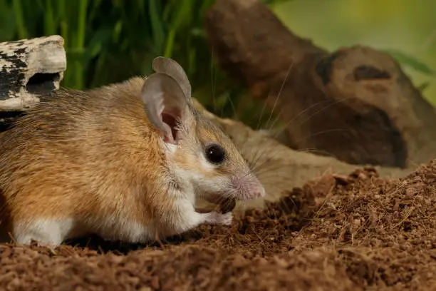 closeup young  female spiny mouse (Acomys cahirinus) eats insect