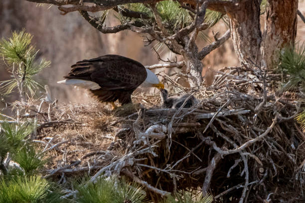 istock Bald eagle feedling you eagle eaglet in nest in Smith Rock, Oregon 952517242