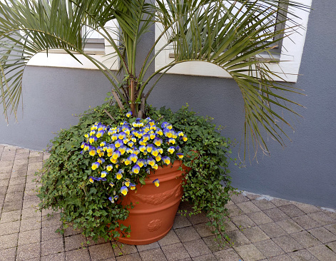 Howea belmoreana, the curly palm, kentia palm, or Belmore sentry palm, is a species of flowering plant, in wooden flower pot. castle garden terrace , arecaceae, belmoreana, forsteriana, howea