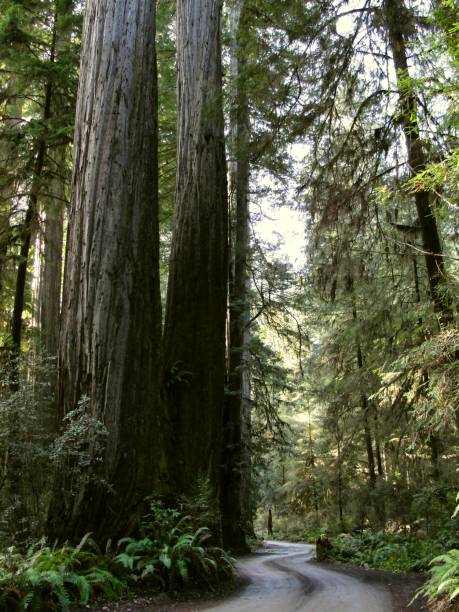 istock Jedidiah Smith Redwoods, California - December 17 2017: Ancient Coastal Forest 952518184
