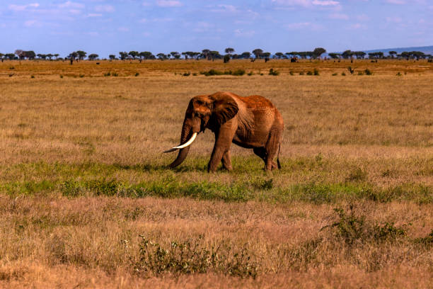 istock Tsavo East African Red Elephants 952519224