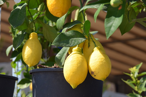 Lemons (Citrus fruits) in the flowerpots, as a decoration