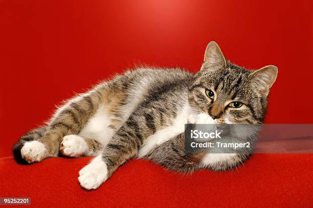 Cat Kiss Stock Photo - Download Image Now - Domestic Cat, Smug, Preening - Animal Behavior