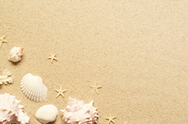 istock Sea sand with starfish and shells. Top view with copy space. 952522676