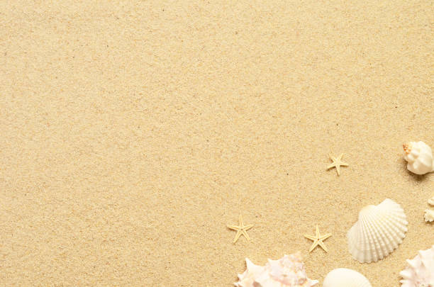 istock Sea sand with starfish and shells. Top view with copy space. 952526114