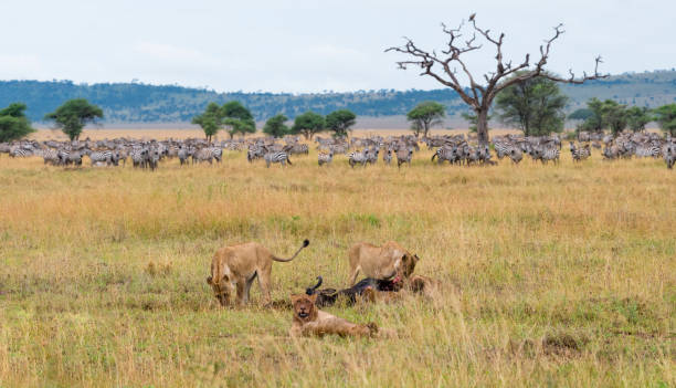 istock Lions eating wildebeest during the big migration, Africa 952526324