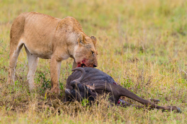 Lion Eating Wildebeest During The Big Migration Africa Stock Photo -  Download Image Now - iStock
