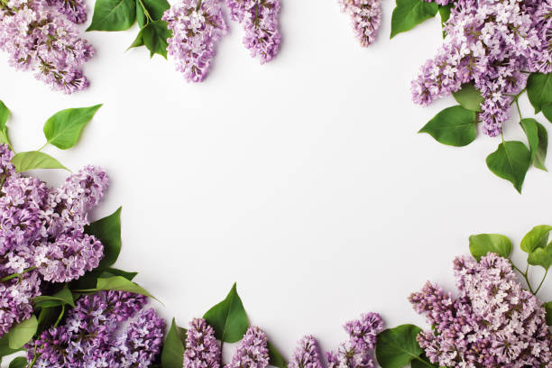 istock Frame of spring lilac flowers on white background. 952532708