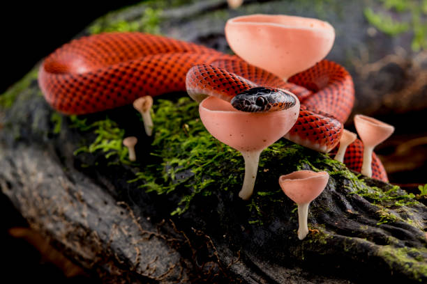 Wildlife in the western Amazon