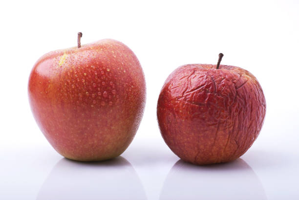 the passing time conceptual metaphor.the passing time represented by two apples, one fresh, healthy and beautiful the other dried up by the past time wilted plant stock pictures, royalty-free photos & images
