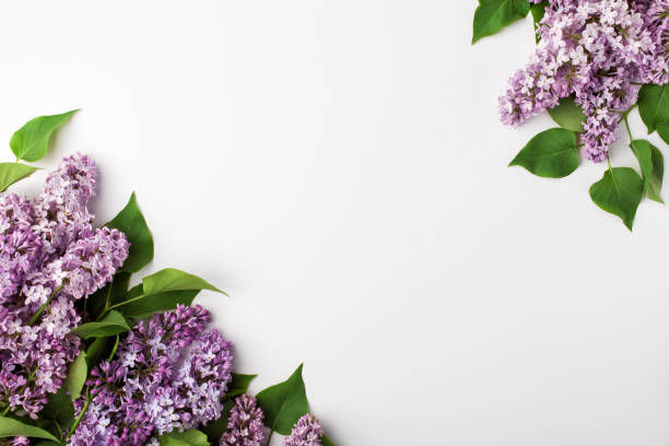 istock Frame of spring lilac flowers on white background. 952533814