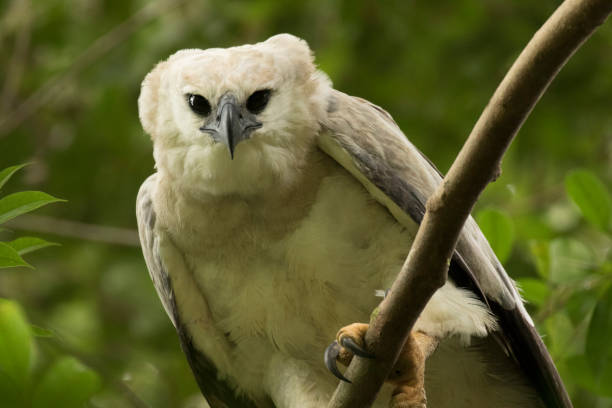 istock Wildlife in the western Amazon 952535218