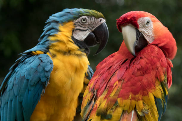 istock Wildlife in the western Amazon 952538994