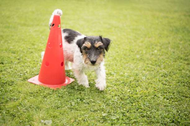 istock Dog runs around a cone - Jack Russell Terrier 2.5 years old 952539842
