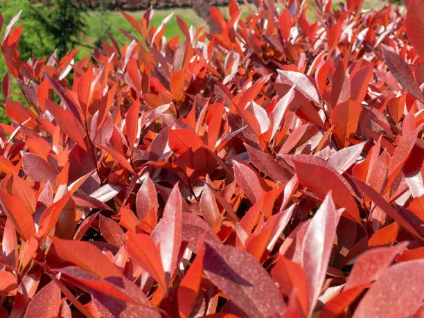 red leaves trees and blue sky