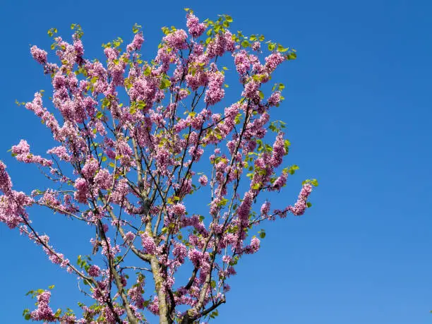 pink flower on a tree with blue sky