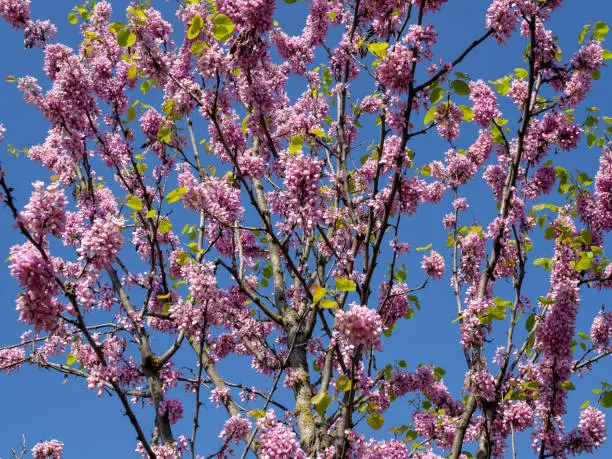 pink flower on a tree with blue sky
