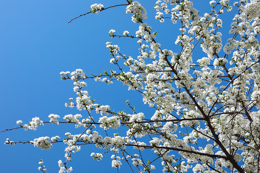 Spring Time - an apple tree branch with flowers isolated on blue clear sky
